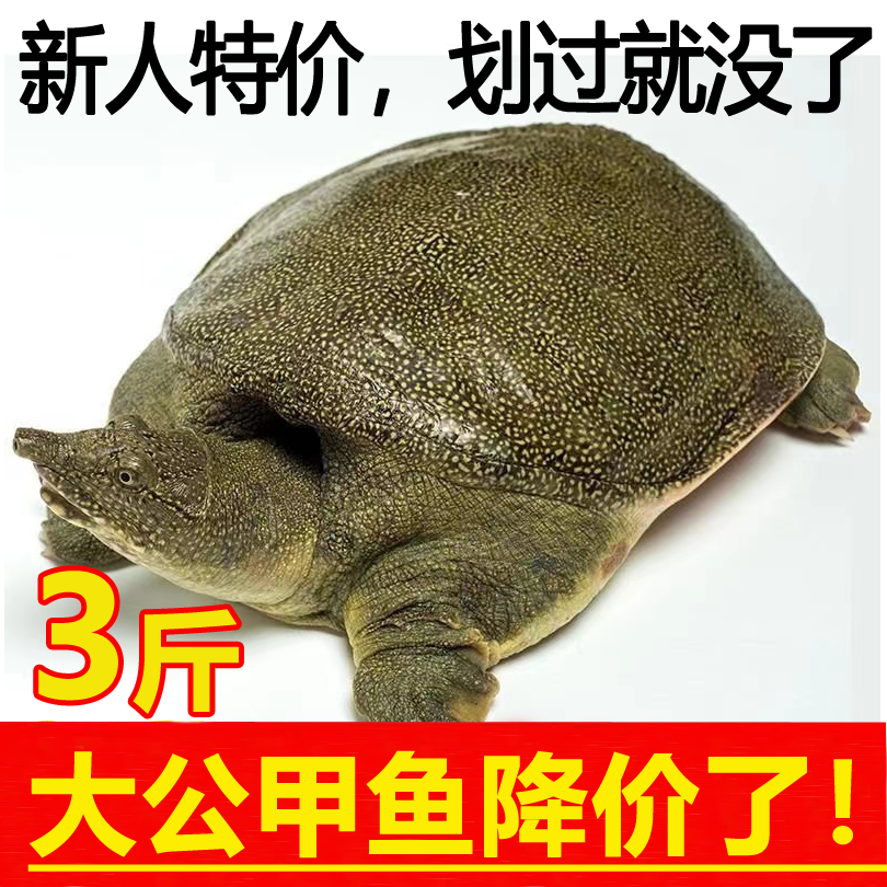 5年份老甲鱼鲜活甲鱼