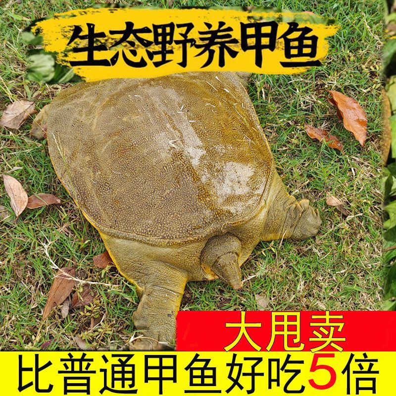 外塘养殖甲鱼鲜活中华鳖新鲜王八水鱼老鳖食用原生态团鱼水鱼包邮
