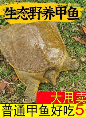 外塘养殖甲鱼鲜活中华鳖新鲜王八水鱼老鳖食用原生态团鱼水鱼包邮