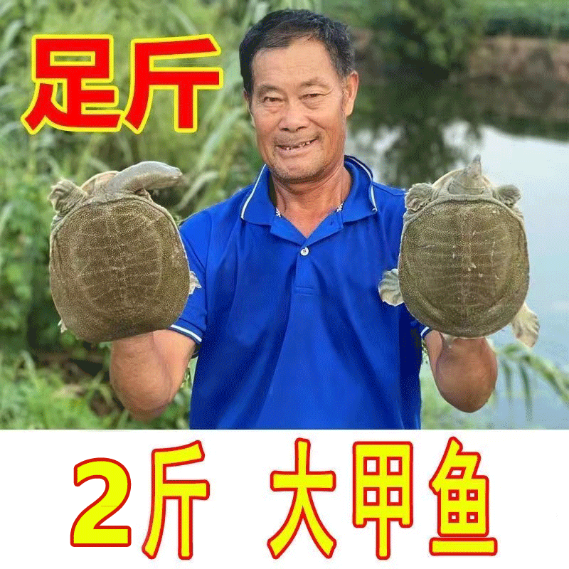 外塘养殖小甲鱼鲜活中华鳖新鲜王八水鱼老鳖食用生态团鱼水鱼包邮