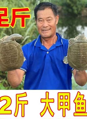 外塘养殖小甲鱼鲜活中华鳖新鲜王八水鱼老鳖食用生态团鱼水鱼包邮