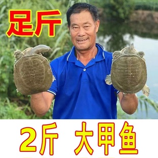 外塘养殖小甲鱼鲜活中华鳖新鲜王八水鱼老鳖食用生态团鱼水鱼包邮