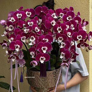 青栲子《高级暗红色》新年宵花米歇尔蝴蝶兰盆栽北京上海成都同城