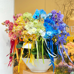 青栲子 彩虹蝴蝶蘭高級盆栽北京上海成都同城綠植配送 迎接好運
