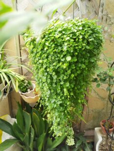 天胡荽土培水培盆景铺面鱼缸水陆缸水草造景生态缸水质净化懒人草