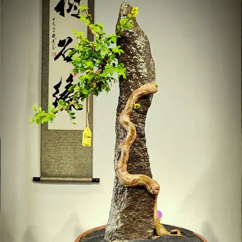 开槽附石新疆泥石铁石条榔榆灵芝榆树老鸦柿金弹子枫树苗附石盆景