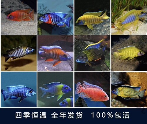 三湖慈鲷马鲷孔雀类热带观赏鱼小型淡水南美鱼好养耐活超级红