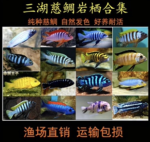 三湖慈鲷鱼坦鲷金头虎鱼黄金虎黑喷虎白喷虎柠檬虎橙虎热带鱼活体