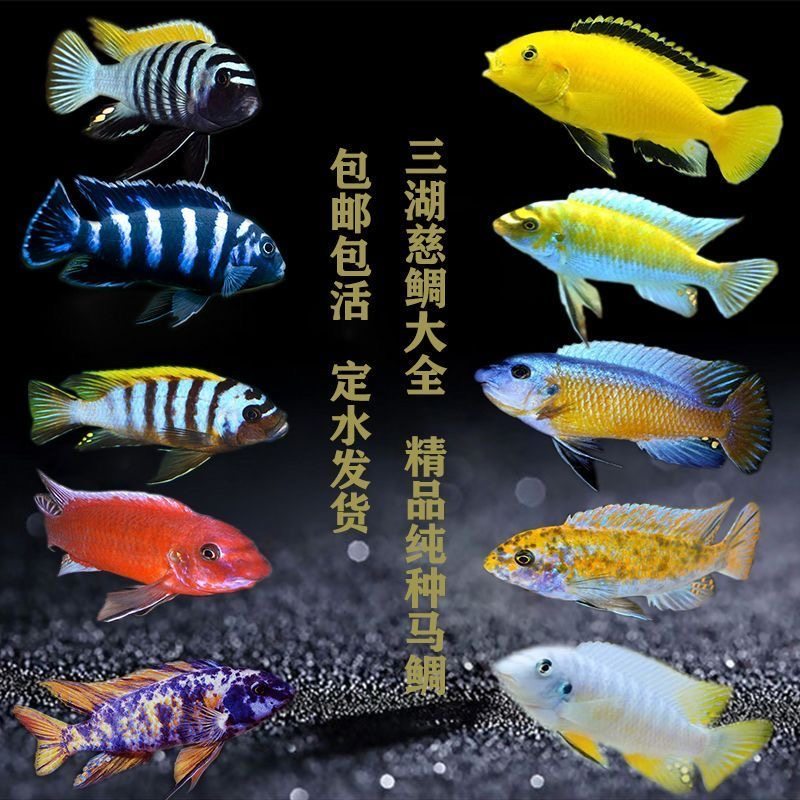 三湖慈鲷鱼苗岩栖马雕孔雀中马大马坦鲷金头虎黄金虎蓝斑马公鱼