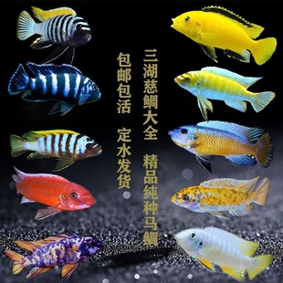 三湖慈鲷鱼苗岩栖马雕孔雀中马大马坦鲷金头虎黄金虎蓝斑马公鱼