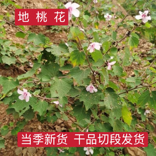 地桃花拦路虎肖梵天花根三脚破中草药野棉花根