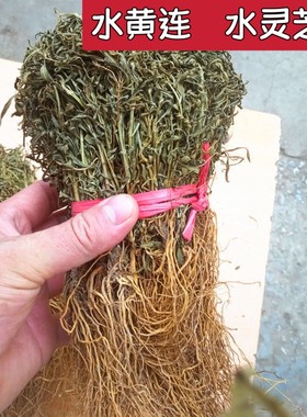 中药材 水灵芝 水黄连 水黄莲 鱼胆草正品包邮 野生新货