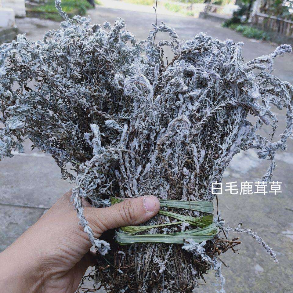鹿茸草中药材 正品六月霜 白地蜈蚣 白毛鹿茸草 千重塔