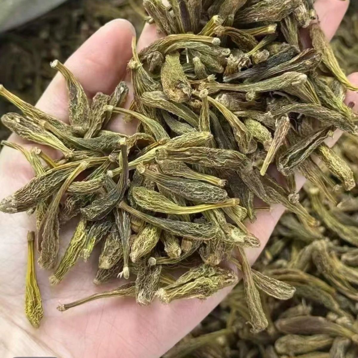 【龙牙石斛】山野好货 正宗云南高山龙牙