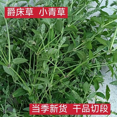 小青草新货正品爵床草 六角英 孩儿草