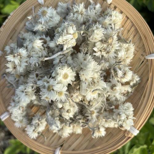 圣峰灵菊  泡水煮水花茶 滋补凉茶