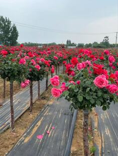 山木香嫁接树桩月季花树四季开花卉树苗室外庭院玫瑰花苗盆栽植物