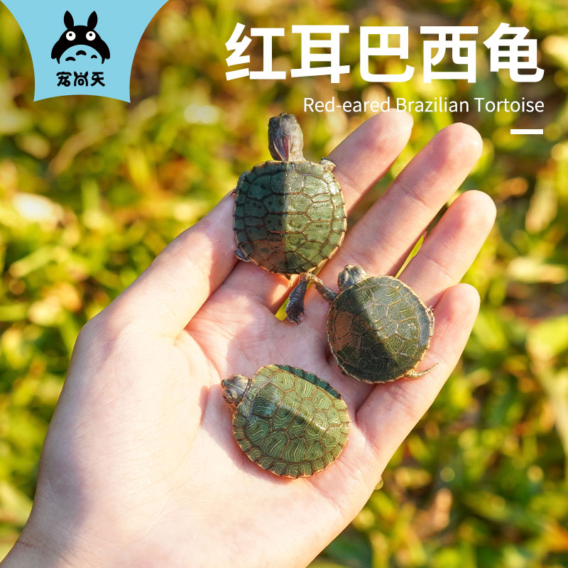速发小观龟华儿童活物学生红耳龟乌赏中龟草龟