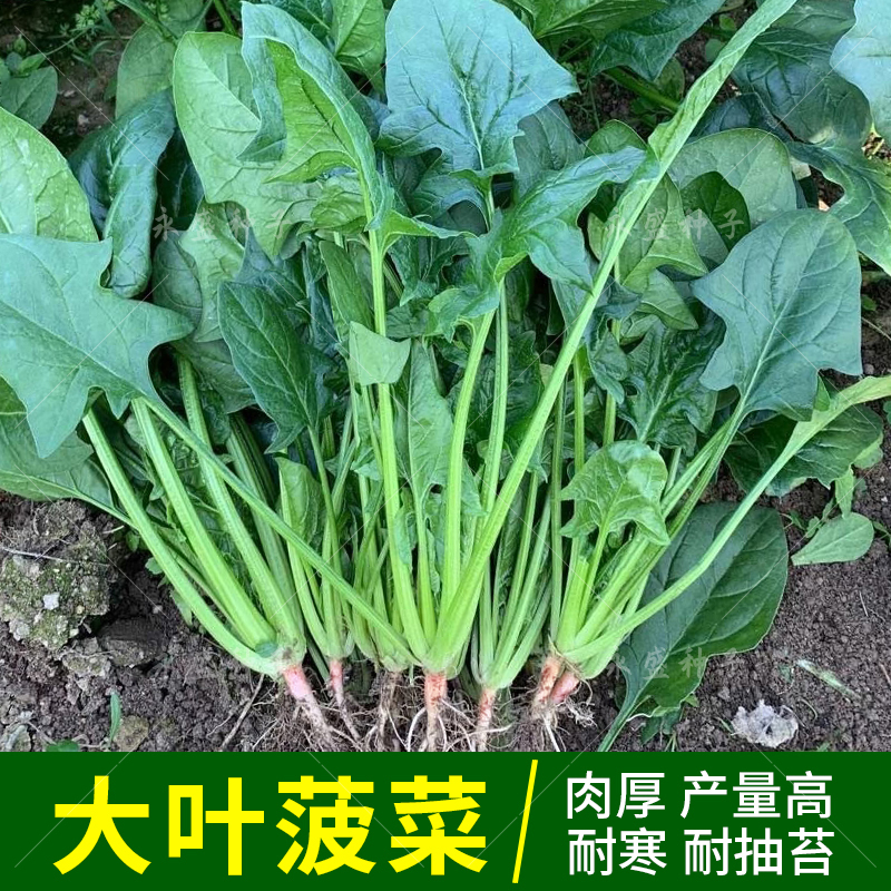 大叶菠菜籽种耐寒红根秋冬青菜