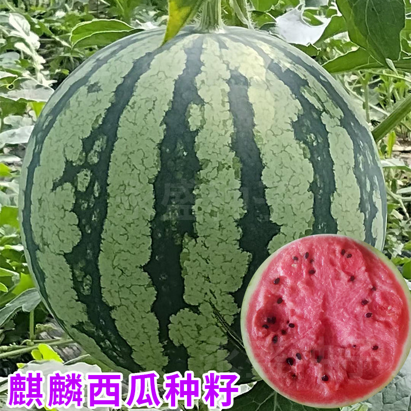 硕源冰糖麒麟西瓜种籽皮薄抗裂超甜水果西瓜种子高产甜脆西爪种孑