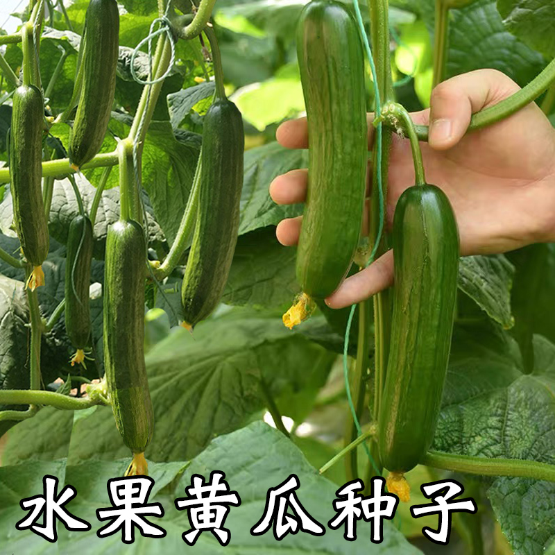 水果黄瓜籽种四季小青瓜种子