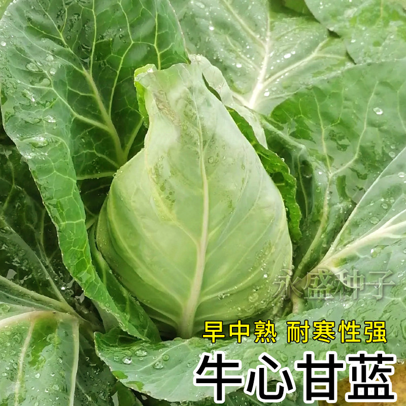 牛心甘蓝种籽包菜种子耐寒卷心菜包心菜籽种甘兰菜种农家蔬菜种孑高性价比高么？