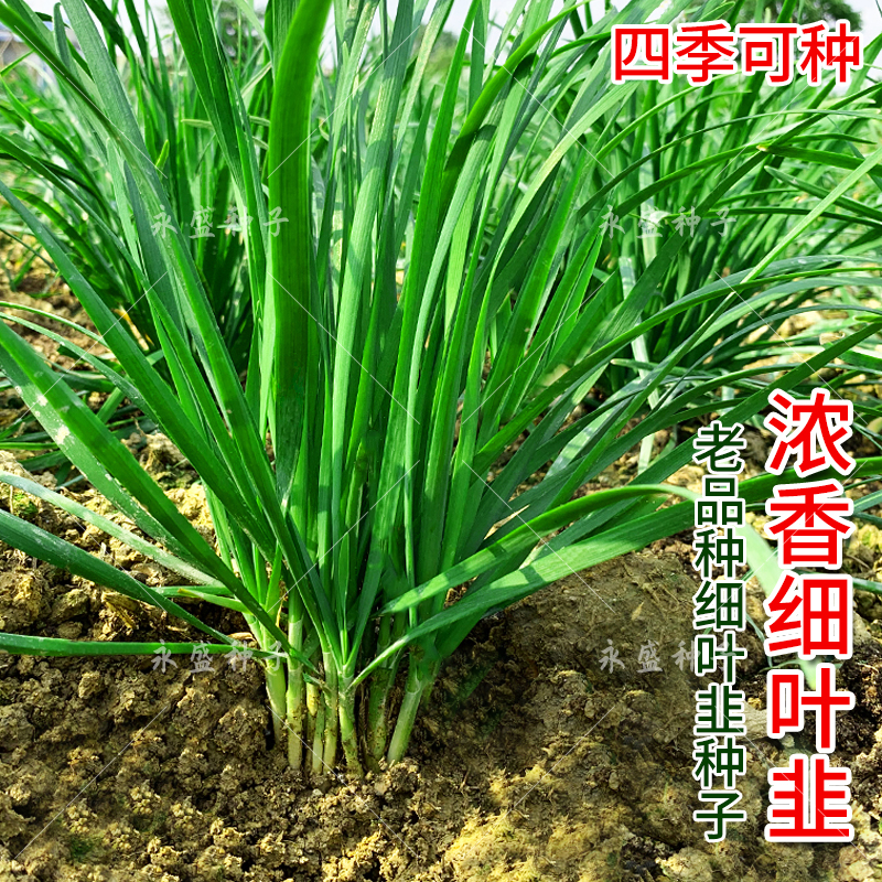 小细叶香韭菜种子籽种四季阳台