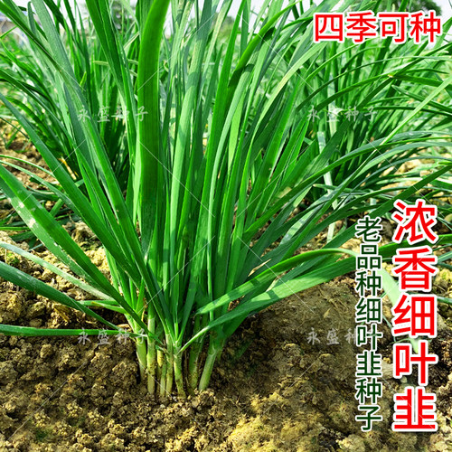 小细叶香韭菜种子籽种四季阳台