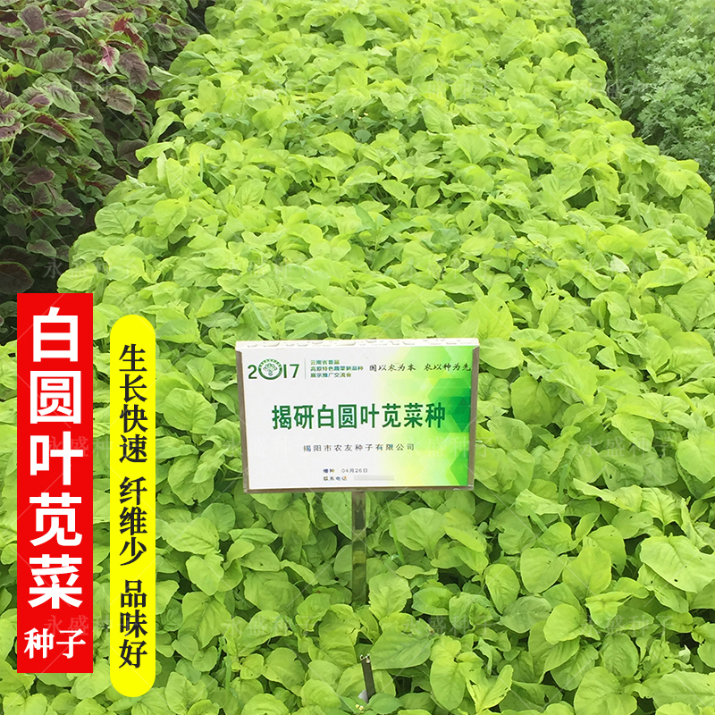 白圆叶苋菜种子四季阳台盆栽