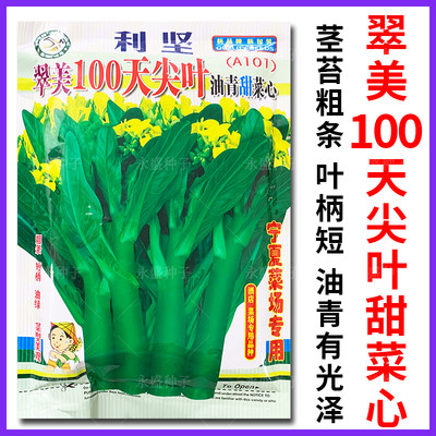 翠美100天尖叶甜菜心种甜脆无渣