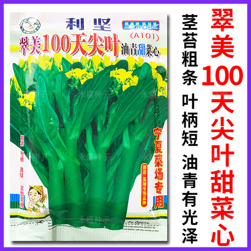 翠美100天尖叶甜菜心种甜脆无渣