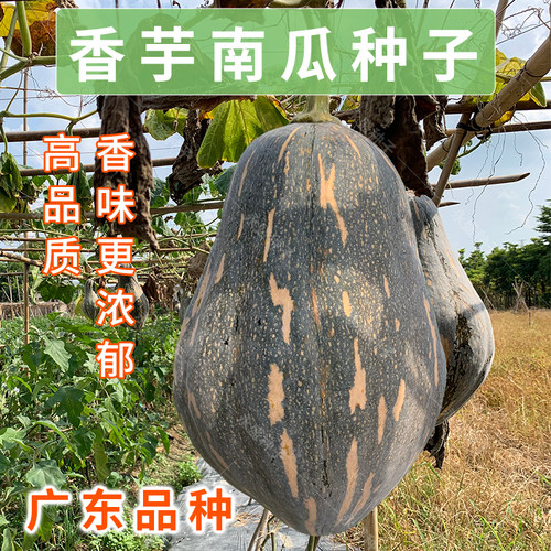 广东正宗种孑早熟春秋香芋南瓜