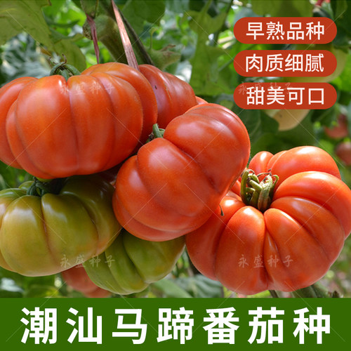 番茄种孑大全老品种马蹄西红柿种