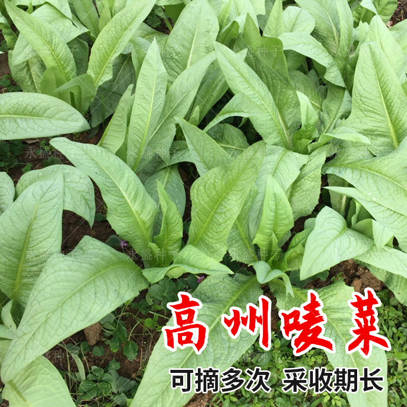 高州唛甜唛菜种籽苦麦菜种子苦麻菜菜种四季盆栽青菜籽种蔬菜种孑