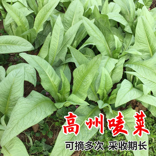正宗高州唛菜种子甜嫩苦麦菜种籽