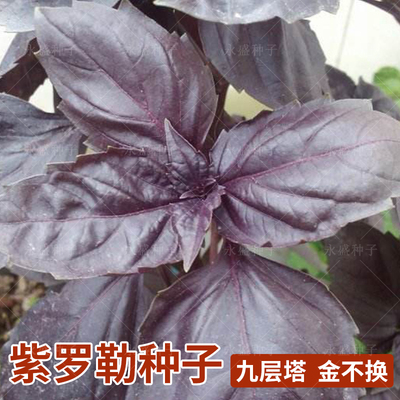 紫罗勒种子可盆栽九层塔金不换