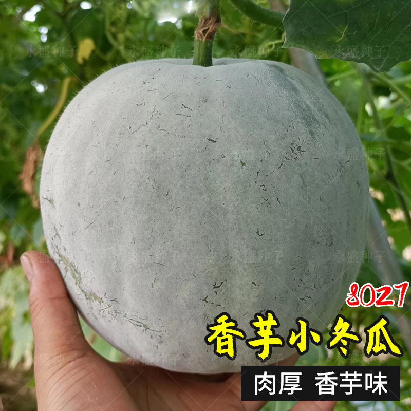 香芋小冬瓜种籽迷你小东瓜种子