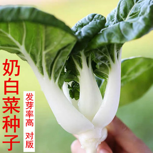 港选中脚奶白菜种子矮脚奶白菜种籽四季 小白菜种青菜籽种蔬菜种孑