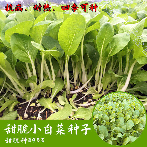 四季甜脆小白菜种孑快菜农家青菜