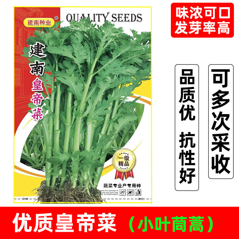 精选阳春小叶茼蒿菜种子金品皇帝菜种籽小茼蒿种味浓蔬菜种子250g
