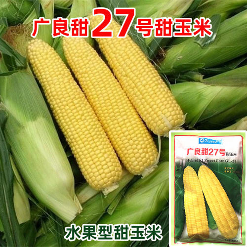广良甜27号甜玉米种籽