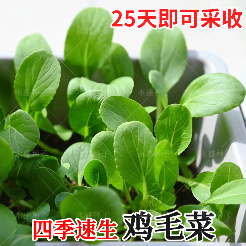 上海鸡毛菜种子小青菜种籽