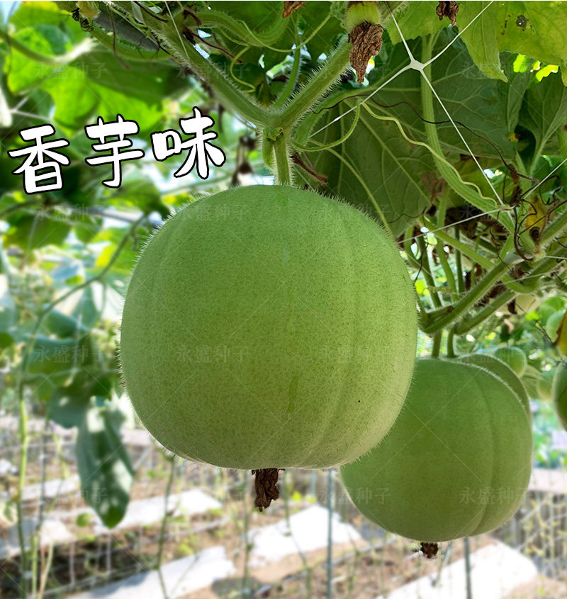 香芋小冬瓜种子 香芋味小冬瓜 高端大田用种 味香独特杂交新品