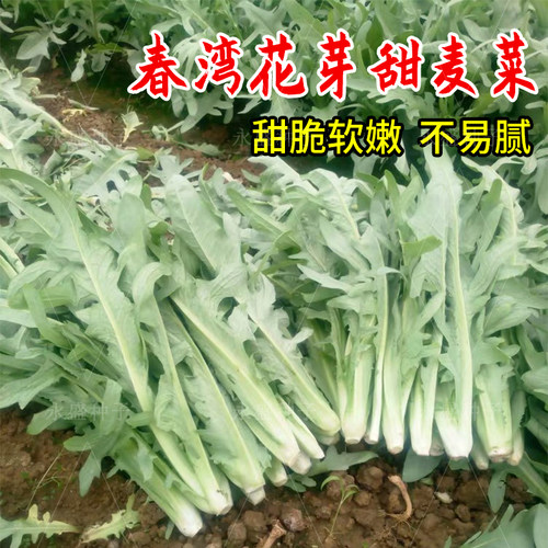 四季甜麦菜种子花芽甜唛菜苦麻菜