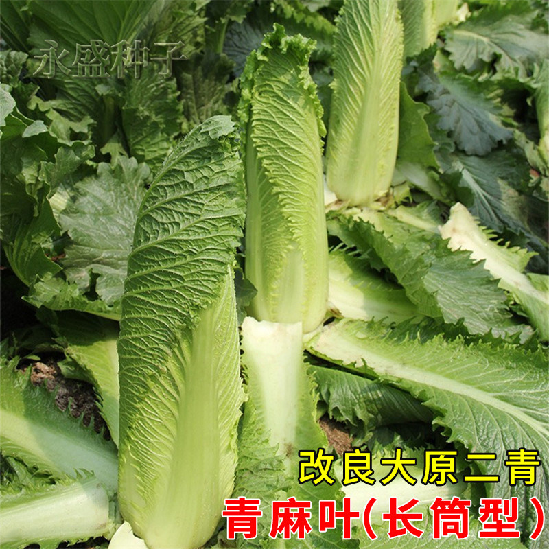 天津青麻叶菜种长筒青口大白菜种孑秋冬农家蔬菜籽种绍菜白菜种子