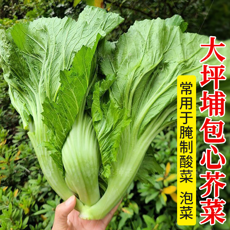 介芥菜大坪埔包心种子菜籽大肉芥菜种可腌制酸菜咸菜青菜蔬菜种孑