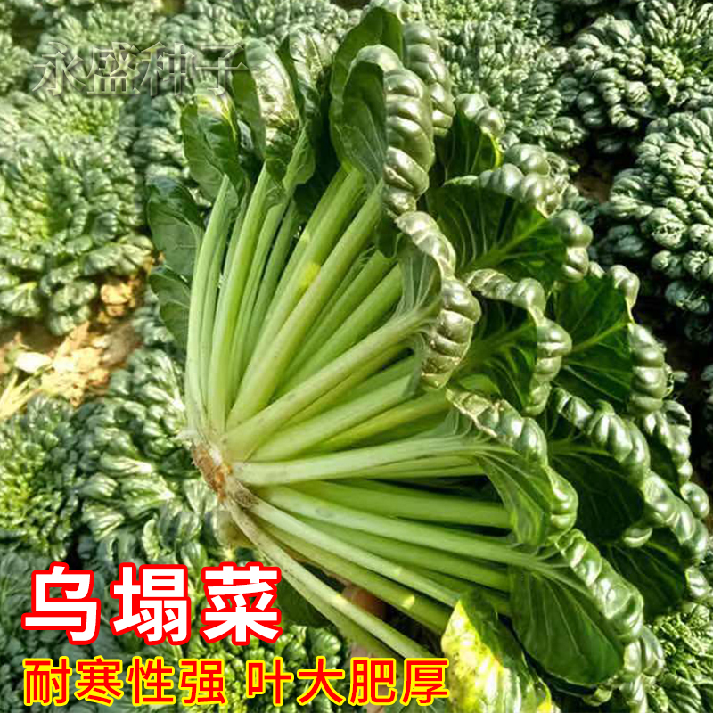 蔬菜耐寒黄心秋冬乌塌菜