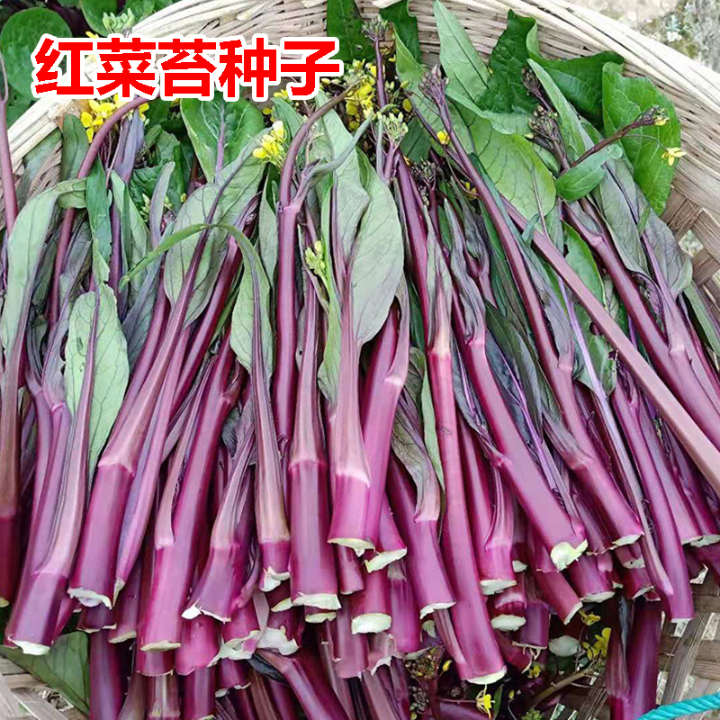 金秋红菜苔种子 红菜心种秋冬菜心种子 红色四九菜心种蔬菜种子5g