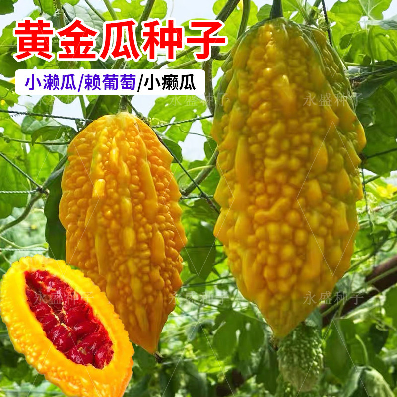 赖葡萄小濑瓜种子金癞瓜种籽水果金玲子黄金瓜赖瓜苦瓜籽蔬菜种孑