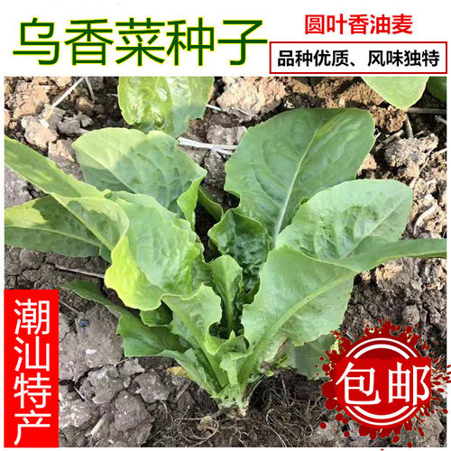 揭研极美圆叶乌香菜种子圆叶油麦菜蔬菜种籽香油潮汕特产盆栽阳台